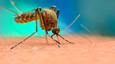 Sivrisineklerin yardımıyla ekosistemin DNA haritası çıkartıldı!