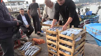 Karadeniz'de palamut bereketi: Şile limanında mezat heyecanı
