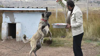Sivas'ın gururu Kangallar kışa özel menüyle giriyor