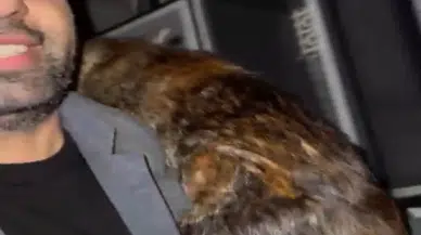 Arnavutköy'de dere taştı: Muhtarın kahramanlığı kedilerin hayatını kurtardı