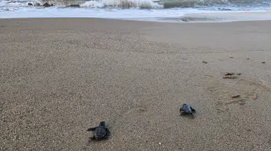 Belek kumsallarında caretta caretta mesaisi: 100 bini aşkın yavru denizle buluştu