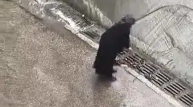 Sağanak yağışta örnek vatandaşlık: Bastonuyla mazgalları açtı