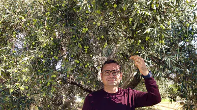 Antalya zeytin bahçelerinde bereketli sezon: Üretim rekor seviyeye koşuyor