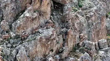 Esence Dağları'nın zirvesinde yaban hayatından nadir anlar