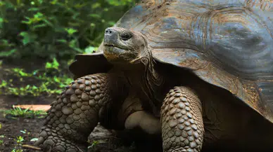 Nesli tükenme noktasına gelmişti: Aldabra Atolü’nde 183 bin dev kaplumbağa yaşıyor