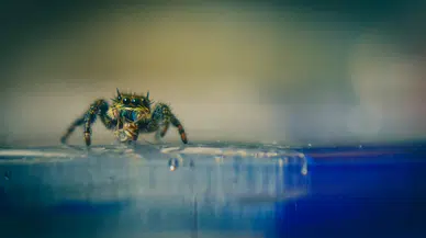 Örümcekten ilhamla geliştirildi: Suda batmayan metal teknolojisi