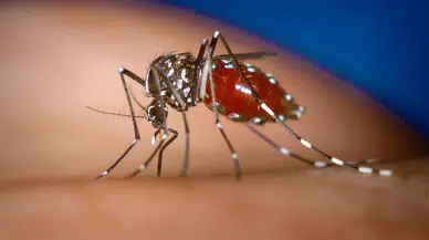 Avrupa'da tropikal virüs alarmı: Kaplan sivrisineği kıtayı kuşattı