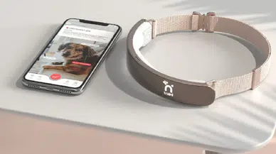 Yapay zekâlı tasma: Köpeklerle konuşma hayali gerçek mi oluyor?