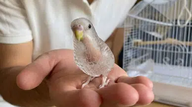 Şeffaf kuş gerçek mi? Şeffaf muhabbet kuşu var mı, yapay zeka mı?