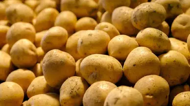 Almanya’da patates hasadı rekor kırdı: Ücretsiz patates dağıtımları başladı