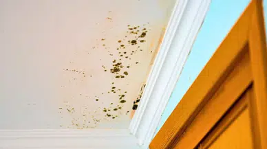 Evde yoğuşma ve küf alarmı: Uzmanlar o bitkilere dikkat çekiyor