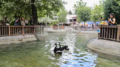 Ankara’nın kalbinde tatlı telaş: Kuğulu Park’ın yeni sakinleri görücüye çıktı