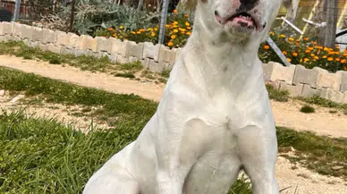 Keşan'da 'Sütlaç' için hukuk mücadelesi: ERÇED savcılığa başvurdu