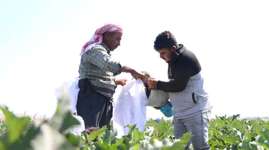 Yamula patlıcanında tescilli ürün hasadı başladı