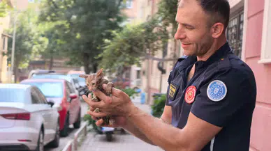 İnegöl’de duyarlı vatandaşın fark ettiği kedi kurtarıldı