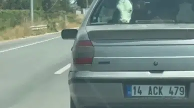 Bolu-Mudurnu yolunda sıra dışı manzara: Buzağı arka koltukta yolculuk etti