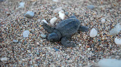 Çıralı'da 'Zafer Yuvası'ndan 62 yavru caretta caretta denizle kavuştu