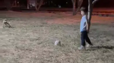 Çanakkale’de tilkinin top kaçırdığı anlar kaydedildi