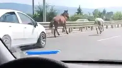 İnegöl yolunda iki at araçların arasında koştu