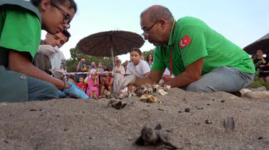 Çıralı sahili yavru caretta carettalarla şenlendi: 2 bin 758 yavru denizle buluştu