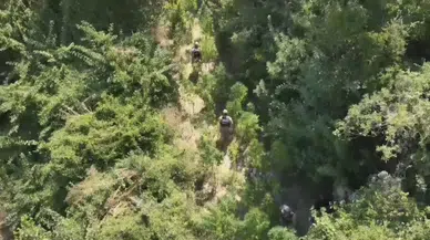 Samandağ'da uyuşturucu operasyonu: Yüzlerce kök kenevir bulundu