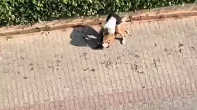 Adana'da pitbull dehşeti: Kediyi öldürdü, polisi engellemeye çalıştı