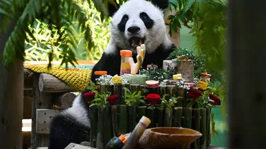Tianjin'de dev panda Xing Mei için 15'inci yaş kutlaması