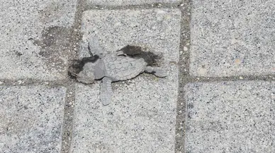 Samandağ’da ışıklar yönlerini şaşırttı, 40 yavru öldü
