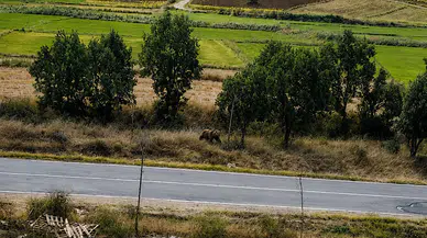 Meriç’te tarla kenarında bozayı görüldü, belediye başkanı uyardı