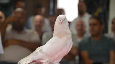 Erzurum’da şebap güvercinleri için kırmızı halı sergisi