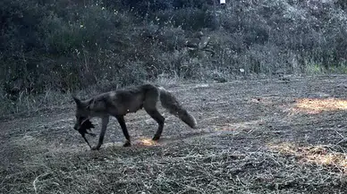 Ganos Dağı'nın gizli sakinleri fotokapanda: Sansar ile kedinin karşılaşması kamerada
