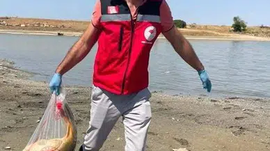 Çerkezmüsellim Göleti'nde toplu balık ölümü: Oksijen seviyesi mercek altında
