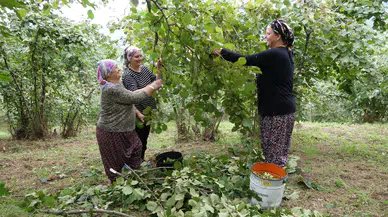Karadeniz'de fındık hasadı horon ve türkülerle başladı