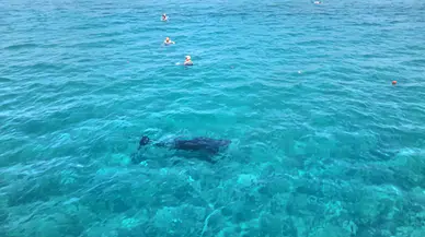 Alanya kıyılarında tatilcileri şaşırtan yunus ziyareti