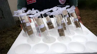 Doğu Karadeniz'de kokarca kabusu bitti: Fındıkta kayıp neredeyse sıfırlandı
