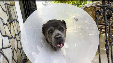 Cane Corso cinsi Şila'yı ölümden kurtaran operasyon: Vücudunun yüzde 15'i kadar kitle çıkarıldı