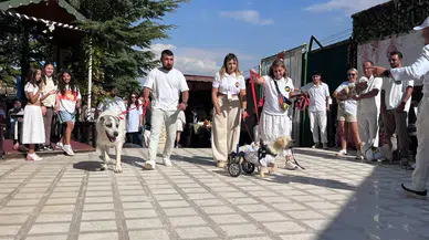 Barınak sakinleri için özel defile: 19 köpek yeni yuvasına kavuştu