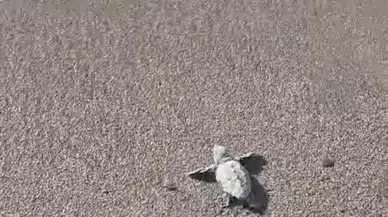 Bodrum sahillerinde caretta caretta heyecanı: Minik yavrular ilk yolculuklarına çıktı