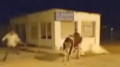 Enez sokaklarında hareketli dakikalar: Mezbahadan kaçan dana trafiği birbirine kattı