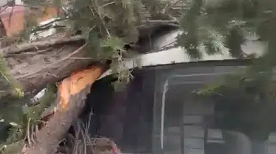 Maltepe'de inşaat çalışması faciaya davetiye çıkardı: Ağaç araçların üzerine devrildi