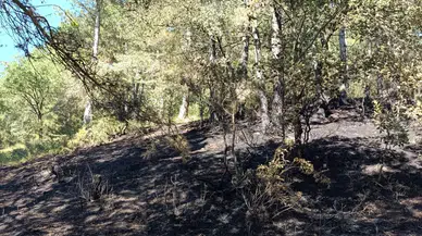 Bolu'da korkutan yangın: Alevlerin arasından can kurtarıldı