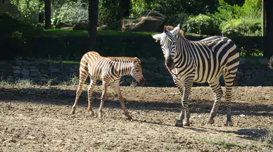 Bursa Hayvanat Bahçesi'nin sürpriz misafiri: Yavru zebra Jason ziyaretçileri büyüledi