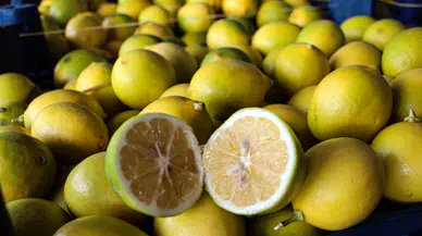 Çukurova'da limon hasadı başladı: Bahçede 5 TL olan ürün markette 100 TL'ye ulaşıyor