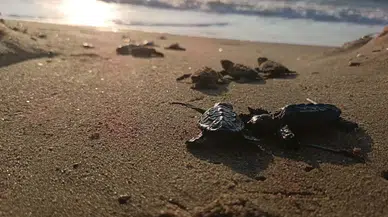Kuşadası sahillerinde beklenmedik keşif: Kumların altında mahsur kalan 22 yavru kurtarıldı