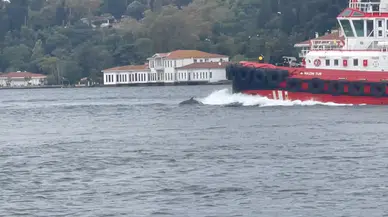 İstanbul Boğazı'nın neşeli misafirleri: Yunuslar görsel şölen sundu