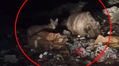 Bingöl'de gece mesaisi: Yabani hayvanlar yerleşim yerlerine indi