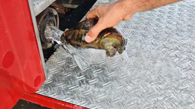 Yalova'daki yangın faciasını itfaiye erlerinin dikkati önledi: 11 kaplumbağa hayata döndü