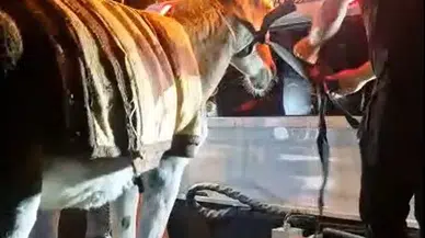 Başıboş gezen eşek trafikten men edildi: Sahibi otopark yolunu tuttu