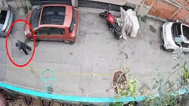 Bursa'da vicdansızlık kamerada: Kediye işkence eden şahıs gözaltına alındı