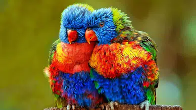 Kuşların şafak vakti şarkı söylemesinin nedeni ortaya çıktı